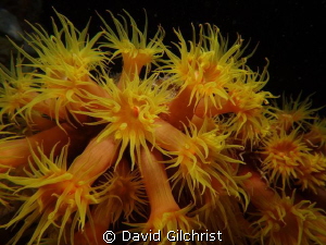 Yellow 'Sunburst' Tubestra sp. Cup Corals, Night Dive, Tr... by David Gilchrist 